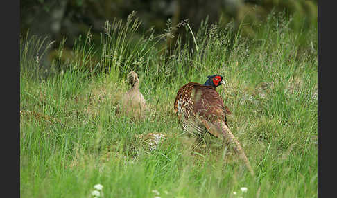 Fasan (Phasianus colchicus)