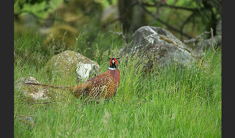 Fasan (Phasianus colchicus)