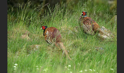 Fasan (Phasianus colchicus)