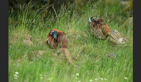 Fasan (Phasianus colchicus)