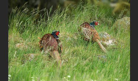 Fasan (Phasianus colchicus)