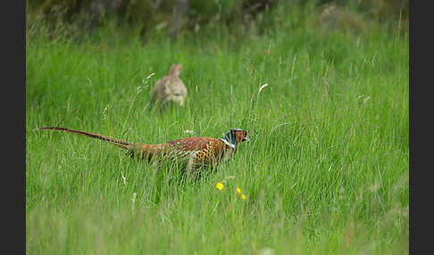 Fasan (Phasianus colchicus)