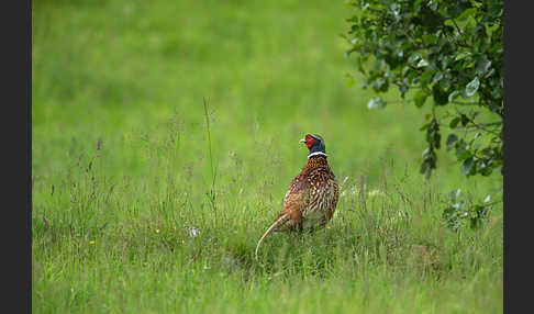 Fasan (Phasianus colchicus)