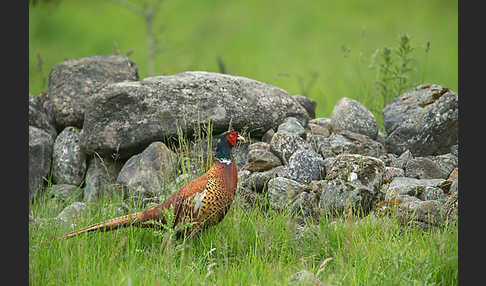 Fasan (Phasianus colchicus)