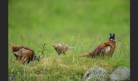 Fasan (Phasianus colchicus)