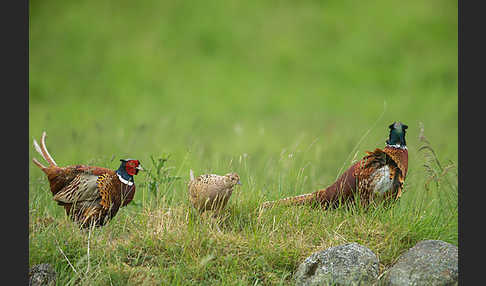 Fasan (Phasianus colchicus)