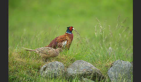 Fasan (Phasianus colchicus)