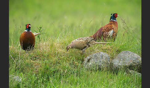 Fasan (Phasianus colchicus)