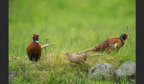 Fasan (Phasianus colchicus)