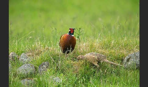 Fasan (Phasianus colchicus)