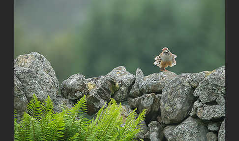 Rothuhn (Alectoris rufa)