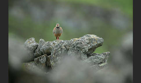 Rothuhn (Alectoris rufa)