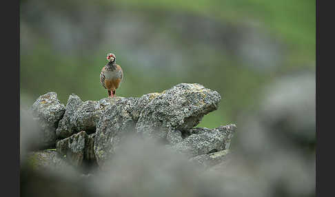 Rothuhn (Alectoris rufa)