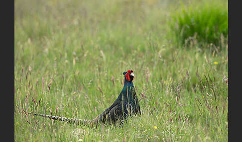 Fasan (Phasianus colchicus)