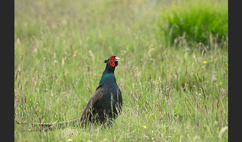 Fasan (Phasianus colchicus)