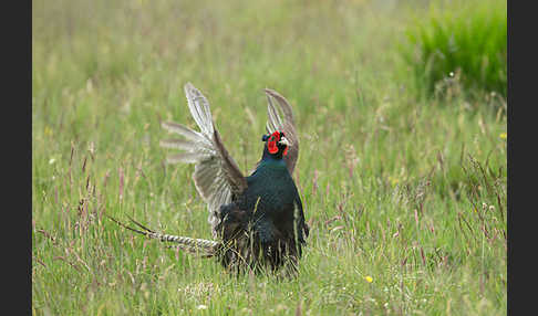 Fasan (Phasianus colchicus)