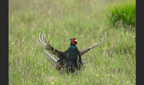 Fasan (Phasianus colchicus)