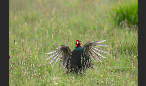 Fasan (Phasianus colchicus)