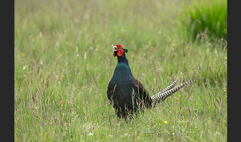 Fasan (Phasianus colchicus)