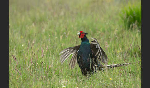 Fasan (Phasianus colchicus)