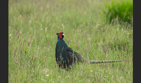 Fasan (Phasianus colchicus)