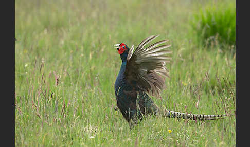 Fasan (Phasianus colchicus)