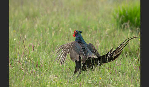 Fasan (Phasianus colchicus)