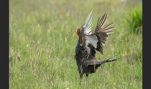 Fasan (Phasianus colchicus)