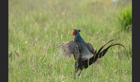 Fasan (Phasianus colchicus)