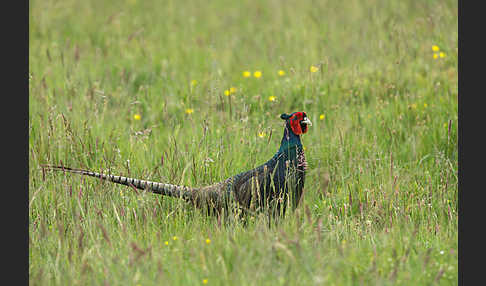 Fasan (Phasianus colchicus)