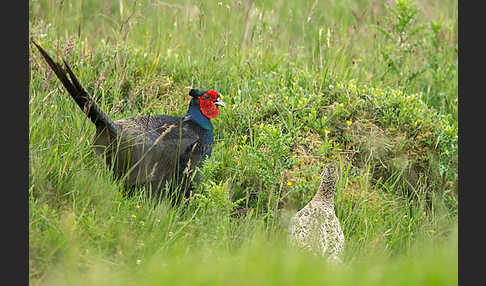 Fasan (Phasianus colchicus)