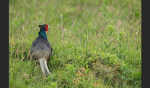 Fasan (Phasianus colchicus)