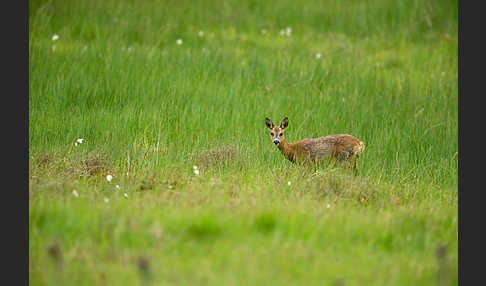 Rehwild (Capreolus capreolus)