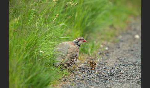 Rothuhn (Alectoris rufa)