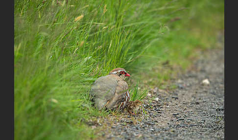 Rothuhn (Alectoris rufa)