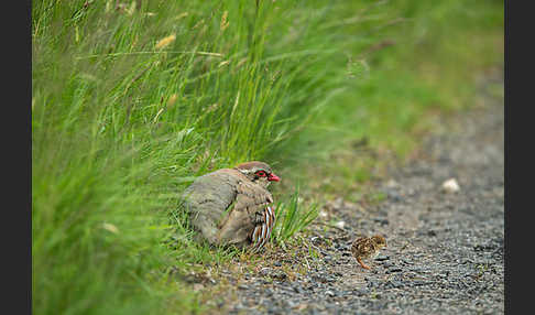 Rothuhn (Alectoris rufa)