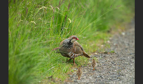 Rothuhn (Alectoris rufa)