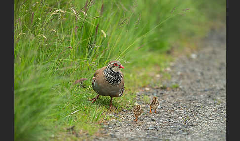 Rothuhn (Alectoris rufa)