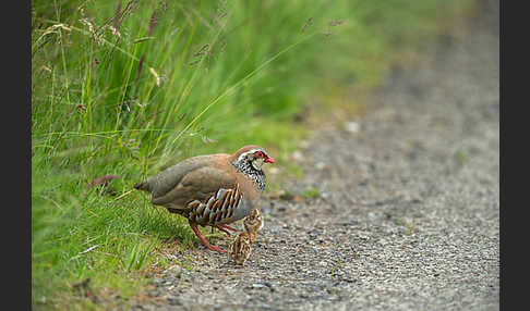 Rothuhn (Alectoris rufa)