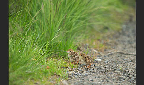 Rothuhn (Alectoris rufa)