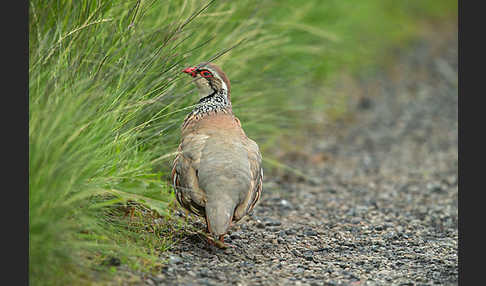 Rothuhn (Alectoris rufa)