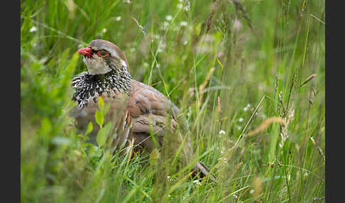 Rothuhn (Alectoris rufa)