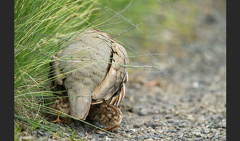 Rothuhn (Alectoris rufa)