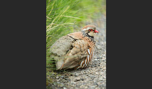 Rothuhn (Alectoris rufa)