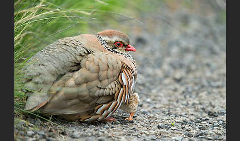 Rothuhn (Alectoris rufa)