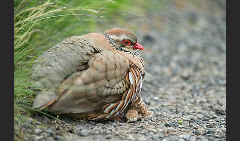 Rothuhn (Alectoris rufa)