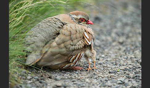 Rothuhn (Alectoris rufa)