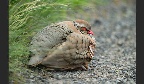 Rothuhn (Alectoris rufa)