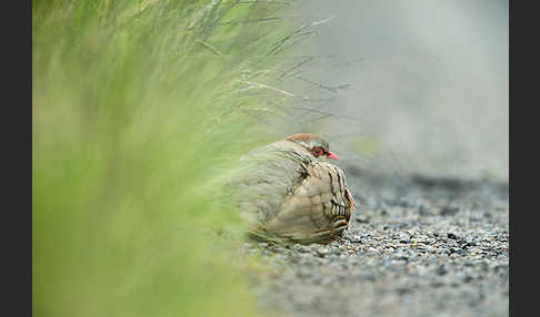 Rothuhn (Alectoris rufa)