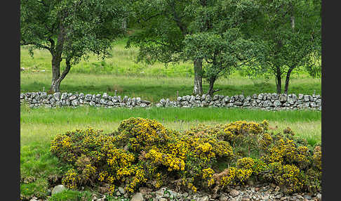 Stechginster (Ulex europaeus)